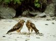 Galapagos Hawks, Galapagos Islands by Gustav Verderber Limited Edition Pricing Art Print