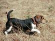 Beagle Trotting In Field by David Bitters Limited Edition Pricing Art Print