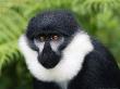 Lhoests Guenon Or Lhoests Monkey, Nyungwe Forest, Rwanda by Ariadne Van Zandbergen Limited Edition Print