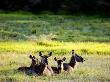 Common Waterbucks, Adults And Young Resting, Tanzania by Ariadne Van Zandbergen Limited Edition Pricing Art Print