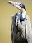 Black-Headed Heron, Serengeti National Park, Tanzania by Ariadne Van Zandbergen Limited Edition Print