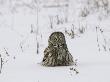 Great Grey Owl In Snow, Canada by Robert Servranckx Limited Edition Print
