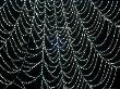 Spiders Webcovered With Dew Early Morning September Sussex by Ian West Limited Edition Print
