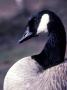 Canadian Goose by Fogstock Llc Limited Edition Print
