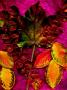 A Variety Of Autumn Leaves by Paul Katz Limited Edition Pricing Art Print