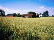 Farmland In Eastern Norway by Graeme Cornwallis Limited Edition Print