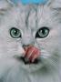 Cat Licking His Lips And Nose by Richard Stacks Limited Edition Print