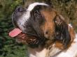 Close-Up Of Saint Bernard With Open Mouth by Ralph Reinhold Limited Edition Pricing Art Print