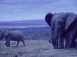 Elephants At Dusk, Addo Elephant National Park, South Africa by Walter Bibikow Limited Edition Print