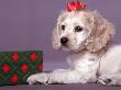 Dog With Holiday Ribbon by Raeanne Rubenstein Pricing Limited Edition Art Print