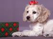 Dog With Holiday Ribbon by Raeanne Rubenstein Limited Edition Pricing Art Print