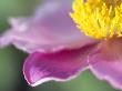 Anemone Hupehensis Bowles Pink, Close-Up Of A Pink Flower by Hemant Jariwala Limited Edition Print