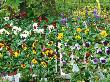 Trays Of Universal Pansies Ready For Planting Out Viola, Autumn 1992 by Michael Howes Limited Edition Print