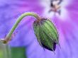 Geranium Himalayense Gravetye (Cranesbill) by Hemant Jariwala Limited Edition Print