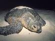 Green Turtle Returning To Sea, South China Sea by Jeff Rotman Limited Edition Print