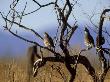 Scaled Quail, Pair, Chihuahua, Mexico by Patricio Robles Gil Limited Edition Print