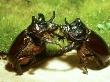 Rhinoceros Ox Beetles, Males Fighting, Usa by James H. Robinson Limited Edition Print
