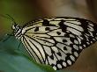 Butterfly On Leaf by Fogstock Llc Limited Edition Print