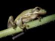 Hyla Cinerea, Green Tree Frog On Limb by Robert Ginn Limited Edition Print