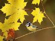 Blue Tit, Among Autumn Leaves, Uk by David Tipling Limited Edition Print