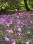 Nanaimo, Rhododendron Petals On Ground by Troy & Mary Parlee Limited Edition Pricing Art Print