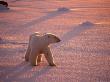 Polar Bear At Sunset, Wapsuk National Park, Canada by Harry Walker Limited Edition Print