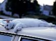 Cat Lying On Roof Of Car by Aneal Vohra Limited Edition Pricing Art Print