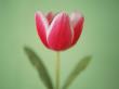 Tulip by Masa Kono Limited Edition Pricing Art Print