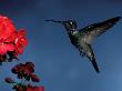 Magnificent Hummingbird Flying Next To Flowers by Fogstock Llc Limited Edition Print
