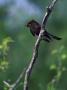 Black Phoebe Bird On A Branch by Fogstock Llc Limited Edition Pricing Art Print