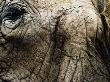 Close-Up Of Elephants Head by Dane Holweger Limited Edition Print