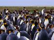King Penguins (Aptenodytes Patagonicus) Colony, Falkland Islands by Chester Jonathan Limited Edition Pricing Art Print