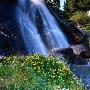 Wildflowers In Front Of Waterfall, Sierra Nevada, Ansel Adams Wilderness Area, Usa by Wes Walker Limited Edition Pricing Art Print