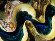 Partially Open Clam, Red Sea, Saudi Arabia by Chris Mellor Limited Edition Print