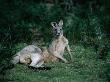 Kangaroo (Macropus Macropodidae) Lying Down, Raymond Island, Victoria, Australia by John Hay Limited Edition Print