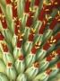 Plant Parts, Aloe Speciosa by Rex Butcher Limited Edition Print