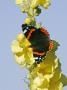 Red Admiral On Flowers Of Mullein, Scotland by Mark Hamblin Limited Edition Print