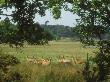 Sika Deer, Group, Arne Rspb Nature Reserve by David Boag Limited Edition Pricing Art Print