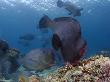 Bumphead Parrotfish, Feeding, Malaysia by David B. Fleetham Limited Edition Print