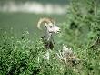 Stone Sheep, Eating, Canada by Patricio Robles Gil Limited Edition Print