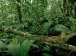 High-Casqued Lizard, Costa Rica by Michael Fogden Limited Edition Print