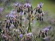 Borago Officinalis (Borage), Close-Up Of Hairy Blue Flowers With Buds by Hemant Jariwala Limited Edition Print