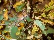 Wood Mouse, Adult by David Boag Limited Edition Print