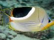 Saddleback Butterflyfish, Malaysia by David B. Fleetham Limited Edition Print