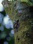 Toucan Barbet At Nest Hole, Venezuela by Patricio Robles Gil Limited Edition Print