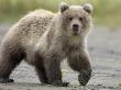 Grizzly Bear, Spring Cub Walking, Alaska by Mark Hamblin Limited Edition Pricing Art Print