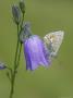 Common Blue, Resting On Harebell, Scotland by Mark Hamblin Limited Edition Pricing Art Print