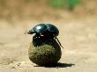 Flightless Dung Beetle, With Dung Ball, South Africa by David Curl Limited Edition Print