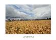 Tour De France 2008, Wheat Fields by Graham Watson Limited Edition Print