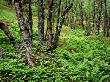 Ferns In Lulledalen Nature Reserve, North Norway by Heikki Nikki Limited Edition Pricing Art Print